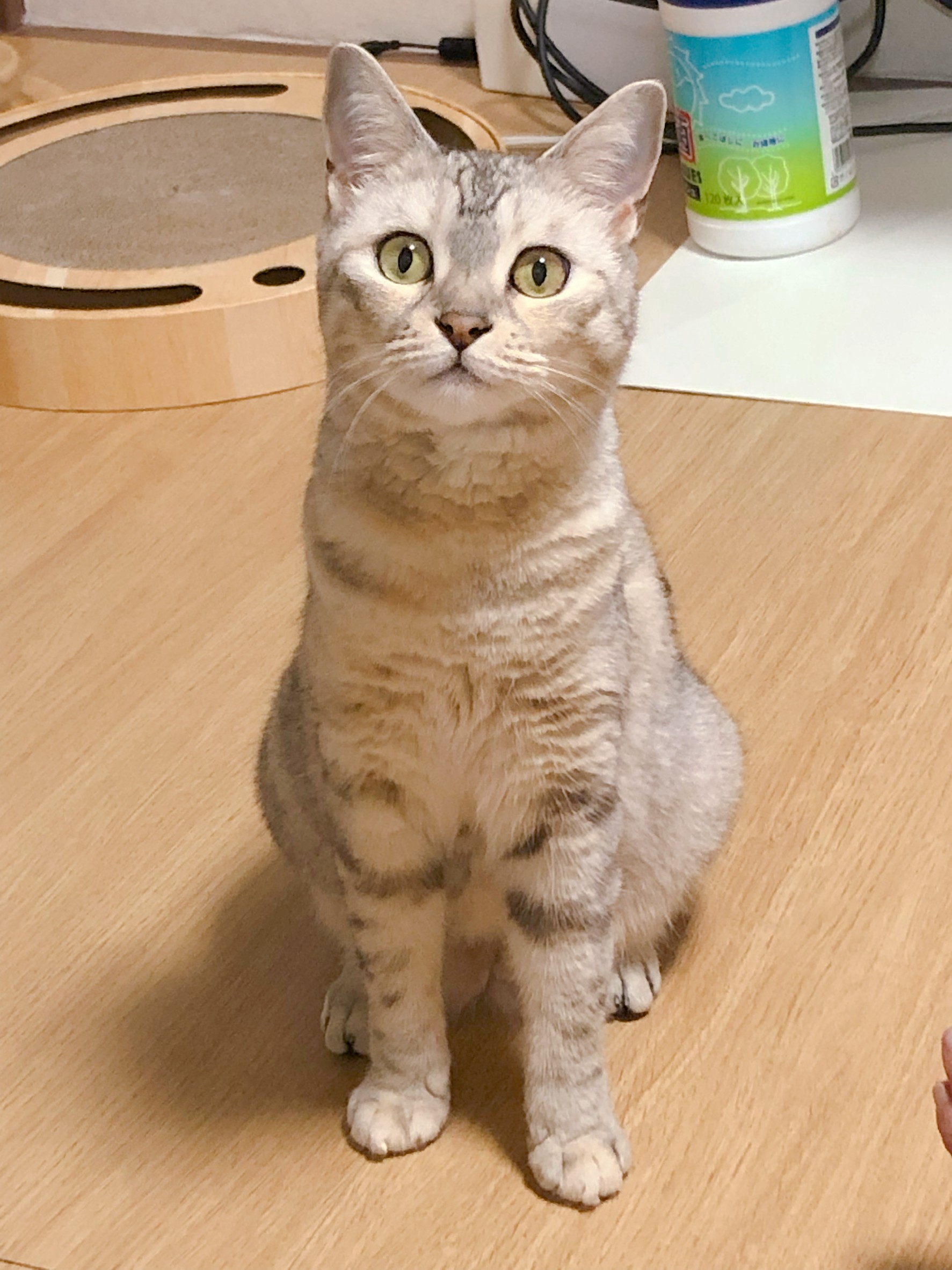 星星照顧指南01 異食癖怪物