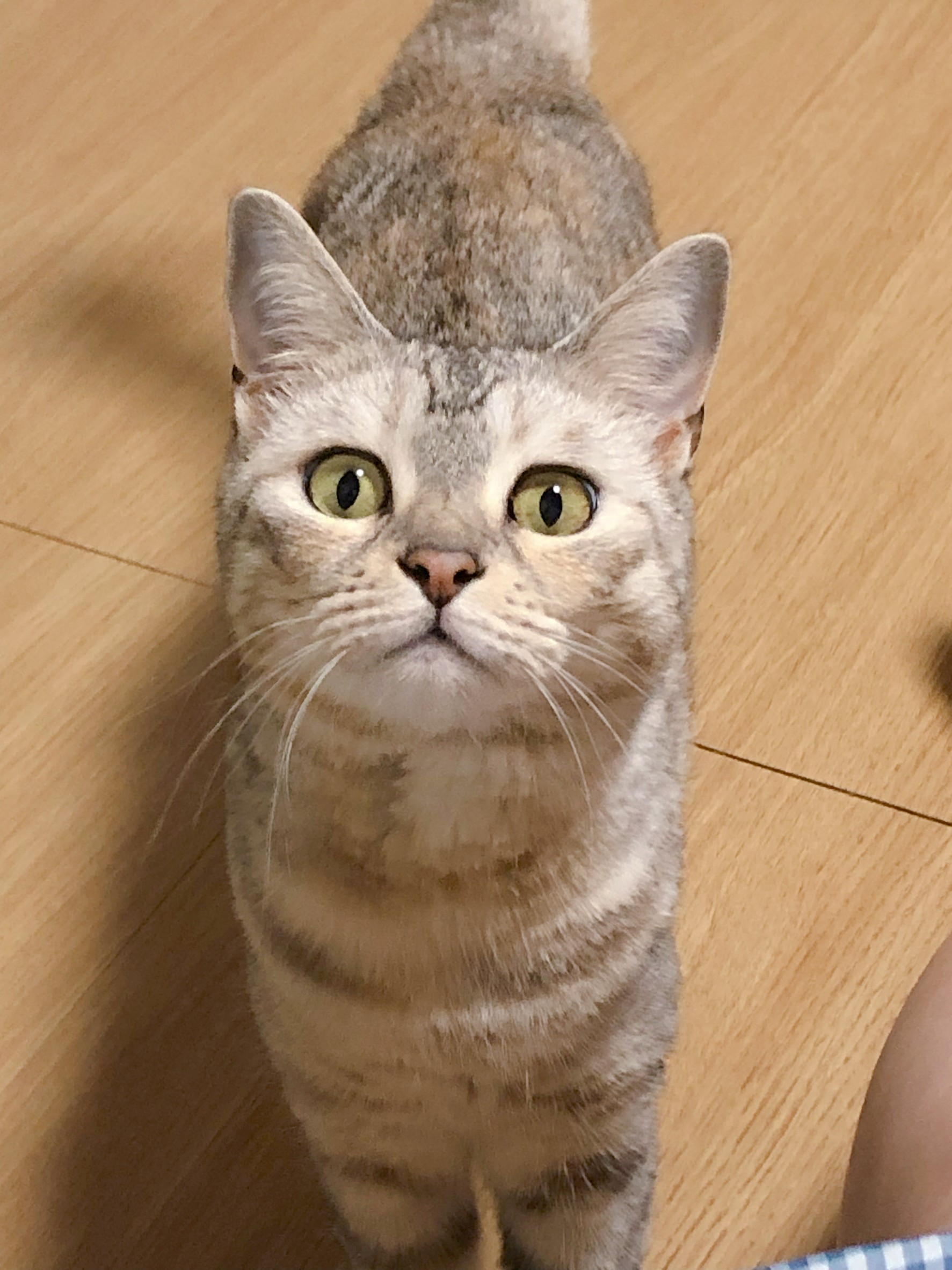 星星照顧指南02 喪屍貓