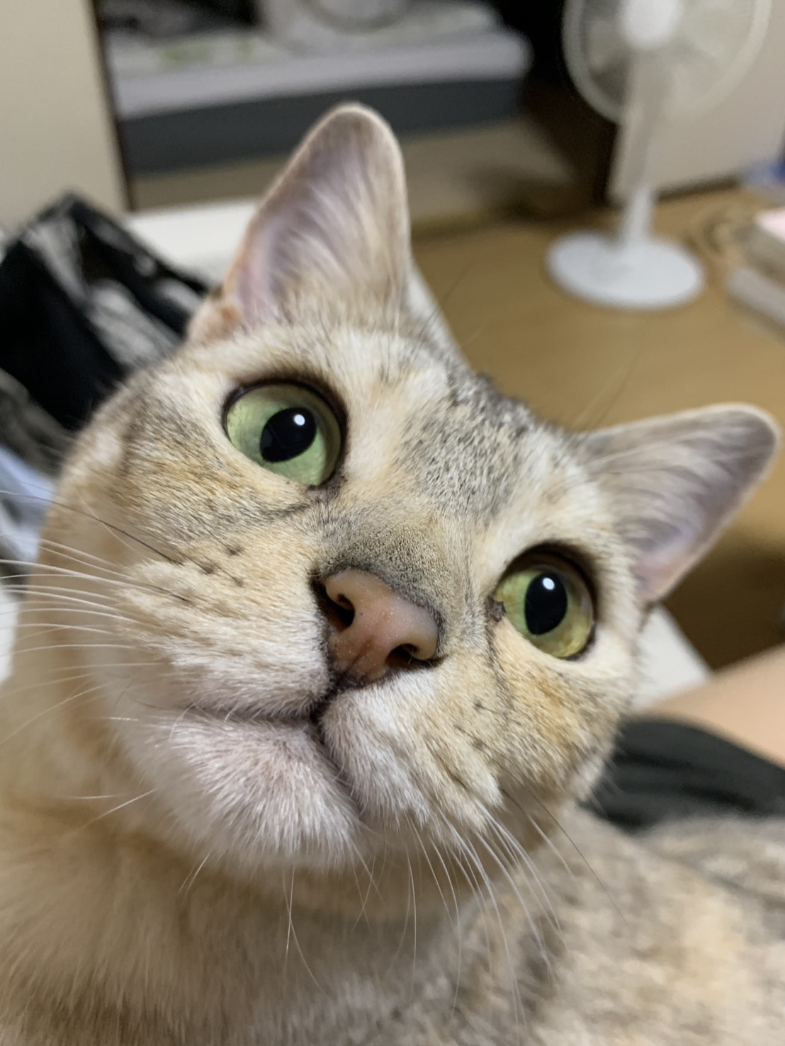 雙面貓